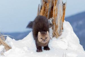 Barguzinsky jeble Barguzinsky jeble